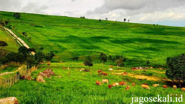 Hamparan Hijau di Sumatera Barat: Pesona Padang Mangateh